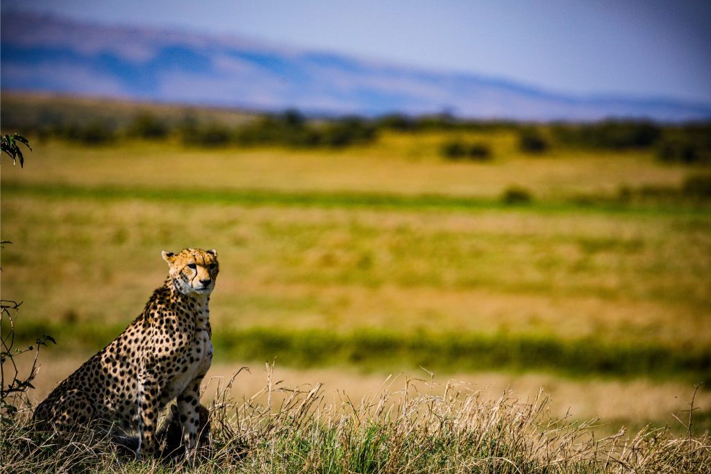 Cheetah
