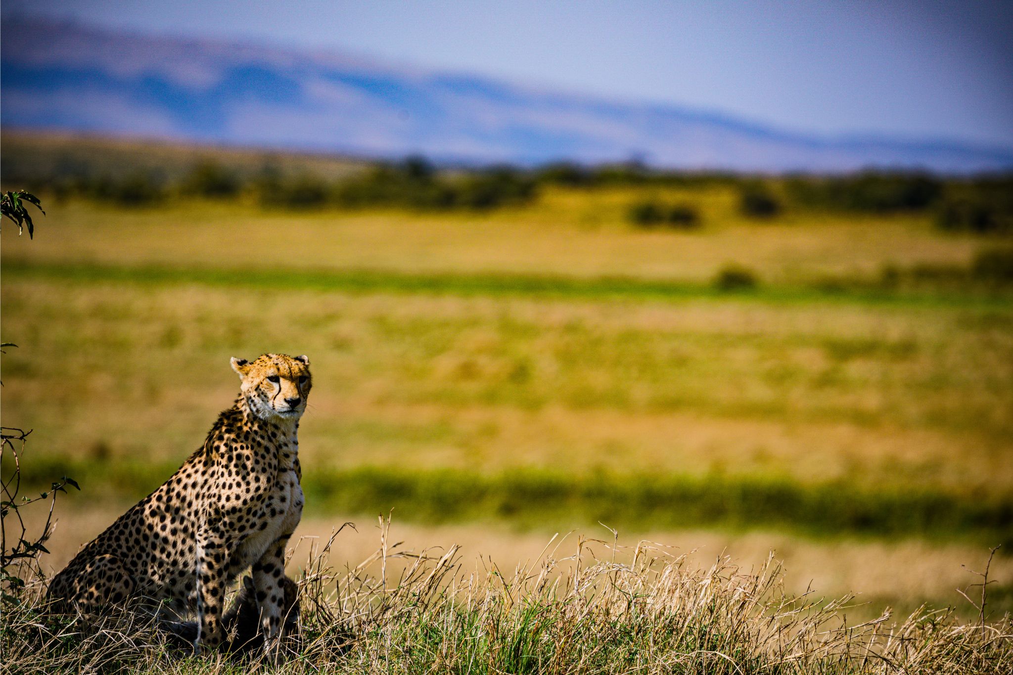Cheetah