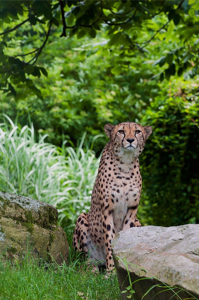 CHEETAH